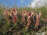 Scutellaria orientalis