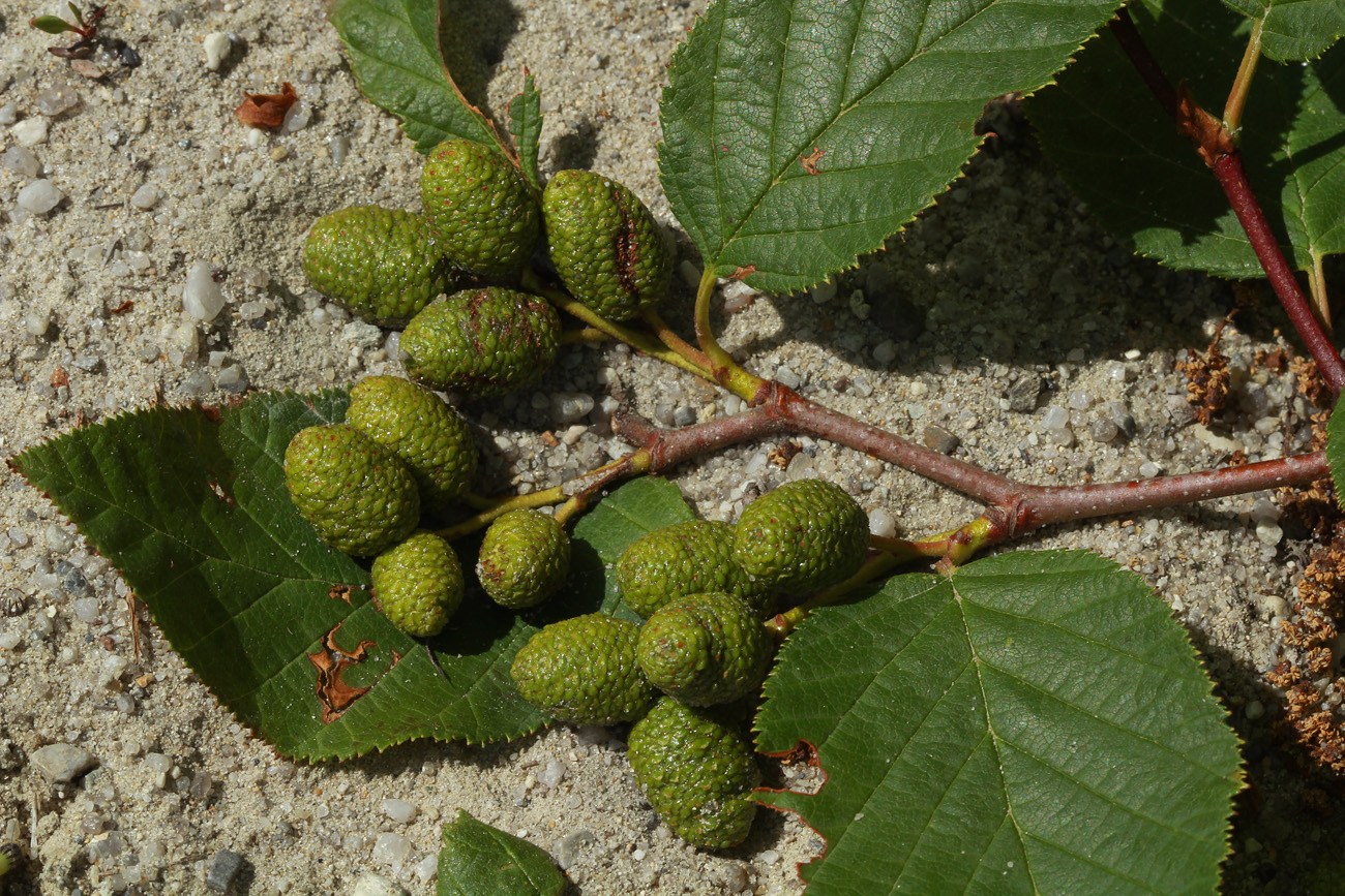 Image of Duschekia fruticosa specimen.