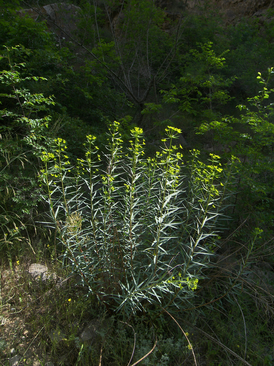 Изображение особи Euphorbia orientalis.