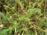Chaerophyllum aromaticum