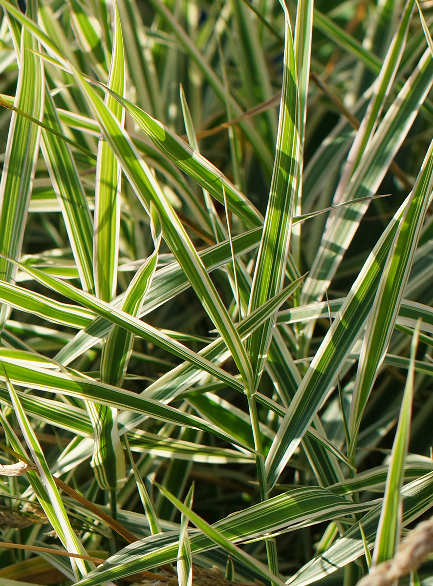 Image of Phalaroides japonica specimen.