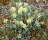 Oxytropis beringensis