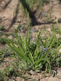 Hyacinthus orientalis. Цветущее растение. Крым, Севастополь, у дороги. 01.04.2020.