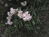 Rhododendron minus. Цветущее растение. ФРГ, Нижняя Саксония, Ольденбург, ботанический сад Ольденбургского университета, в культуре. 7 апреля 2007 г.