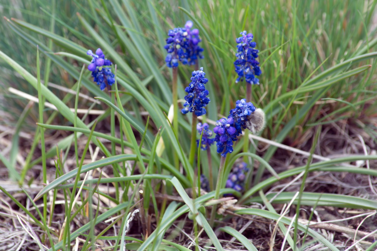 Image of Muscari armeniacum specimen.