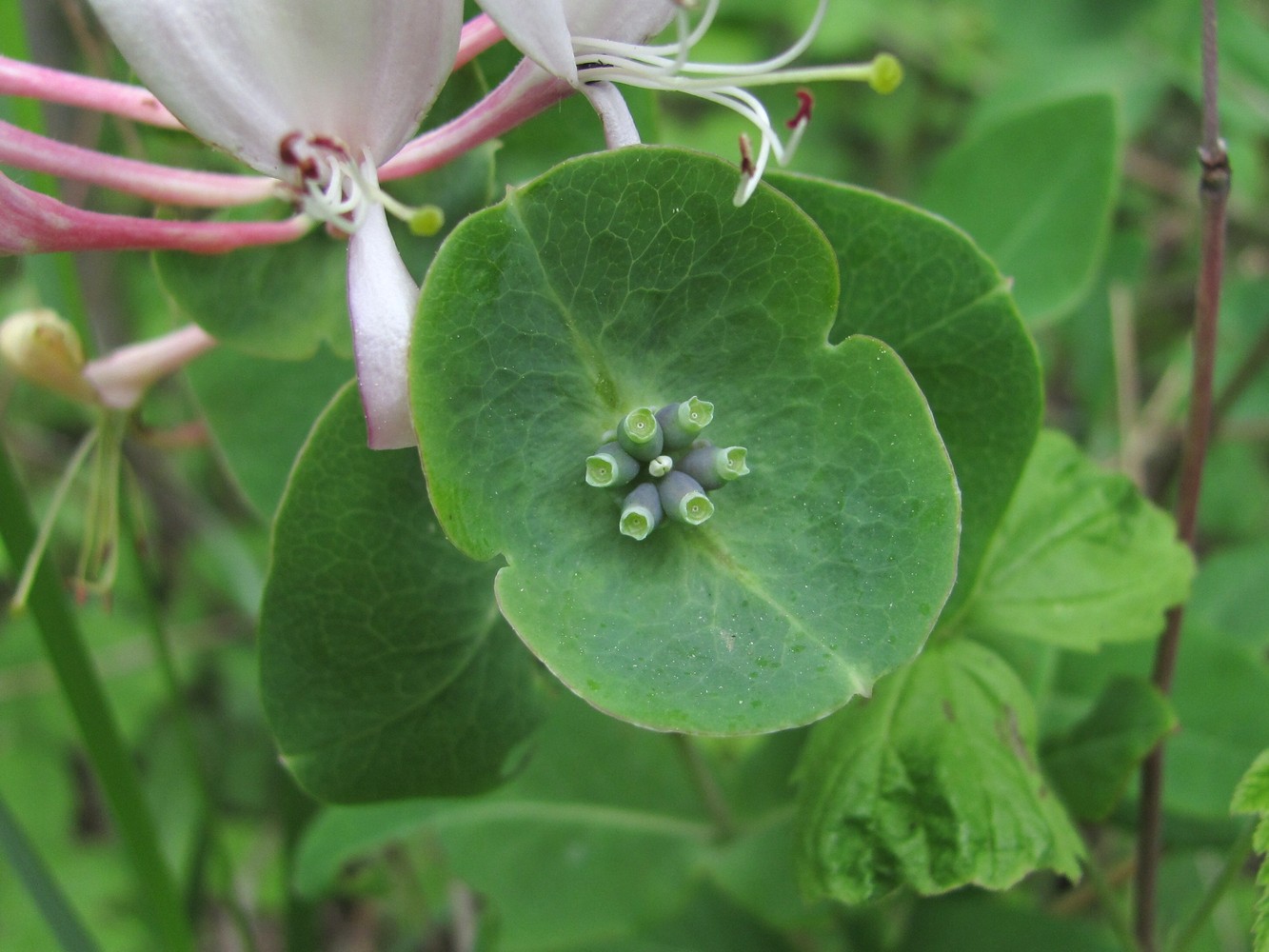 Image of Lonicera caprifolium specimen.