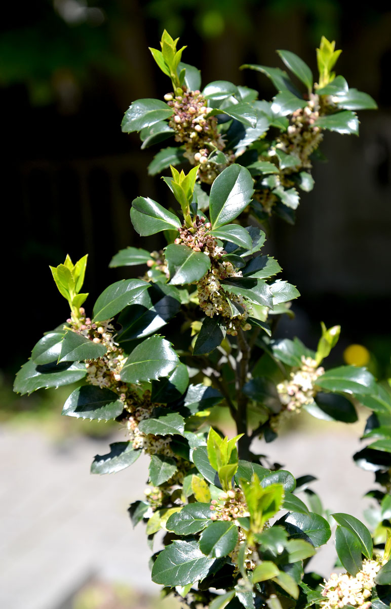 Image of Ilex aquifolium specimen.