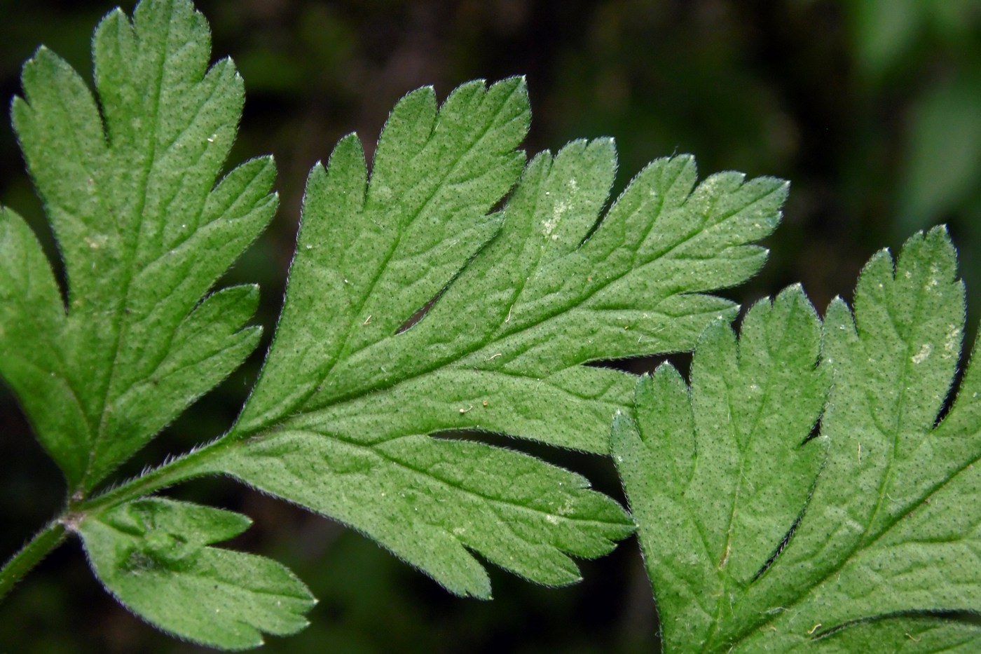 Изображение особи Chaerophyllum temulum.