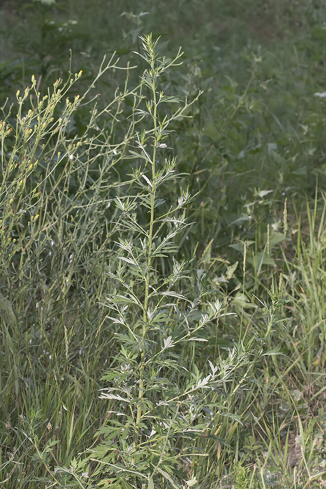 Image of Artemisia vulgaris specimen.