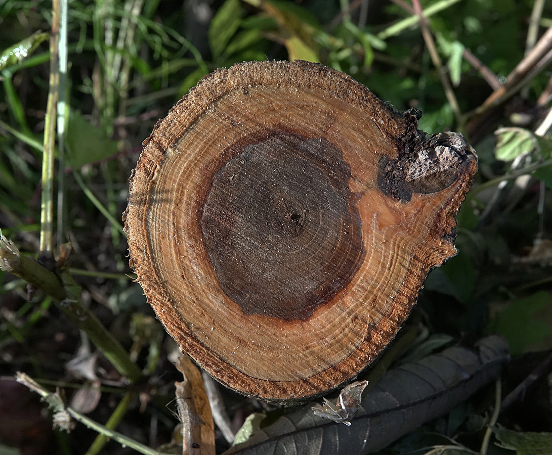 Image of Sorbus aucuparia specimen.