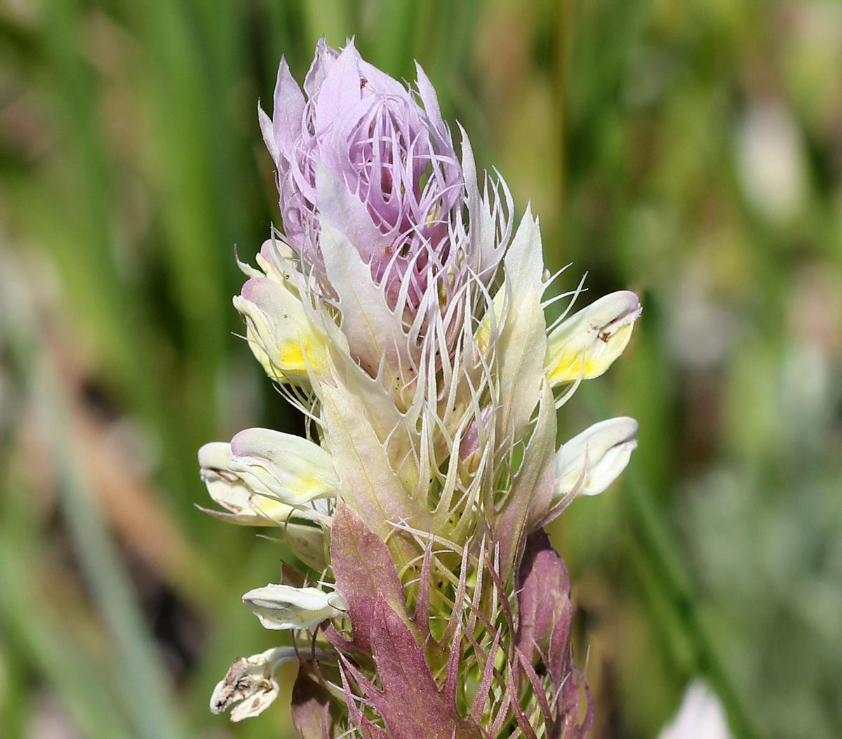 Image of Melampyrum argyrocomum specimen.