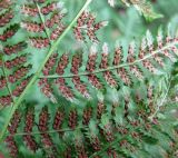 Athyrium filix-femina. Часть спороносящей вайи (вид снизу). Украина, Волынская обл., Ратновский р-н, северо-восточнее с. Залухов, возле оз. Святое, сосновый лес. 3 августа 2010 г.