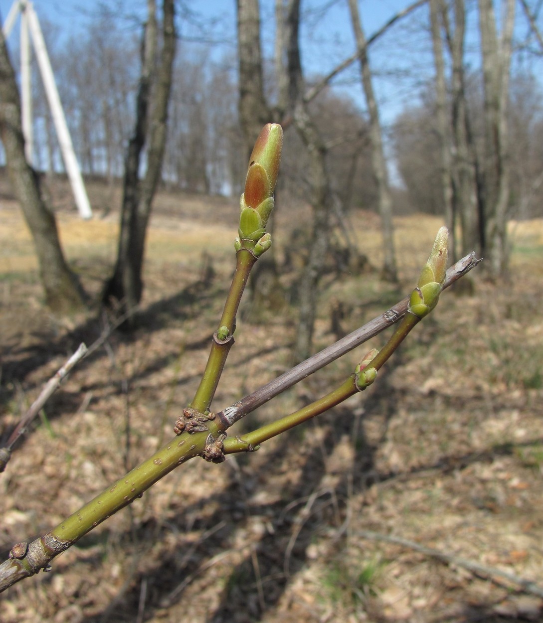 Изображение особи Acer cappadocicum.