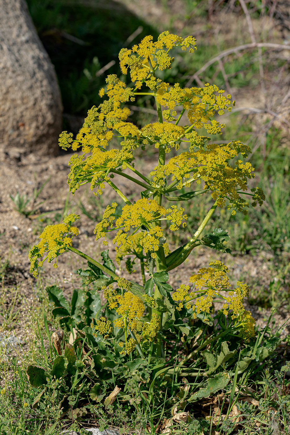 Изображение особи Ferula kokanica.