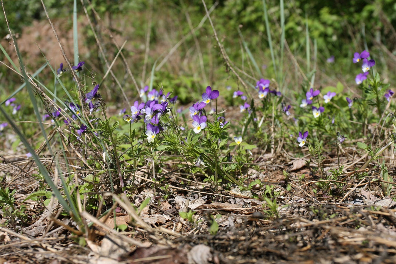 Image of Viola maritima specimen.