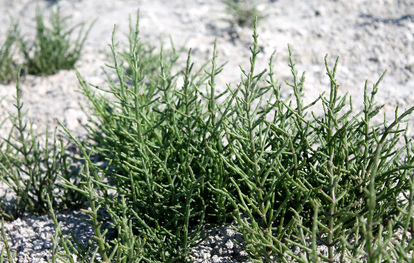 Image of Salicornia perennans specimen.