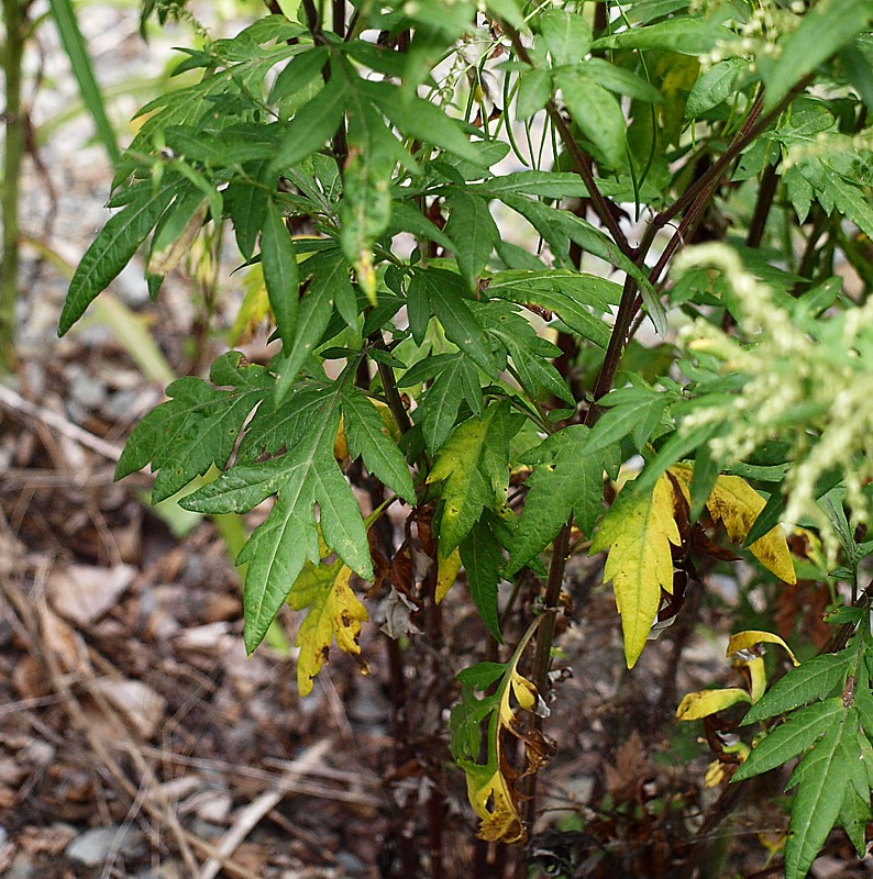 Image of genus Artemisia specimen.