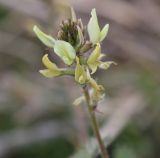 Oxytropis macrocarpa