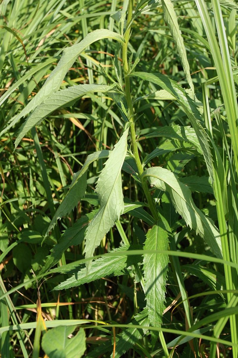 Image of Senecio paludosus specimen.