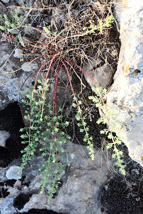 Image of Hypericum scabrum specimen.