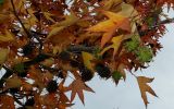 Liquidambar styraciflua. Часть ветви с соплодиями и листвой, принимающей осеннюю окраску. Краснодарский край, г. Краснодар, парк \"Краснодар\". 15.10.2021.