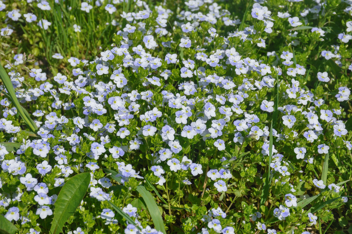 Изображение особи Veronica filiformis.