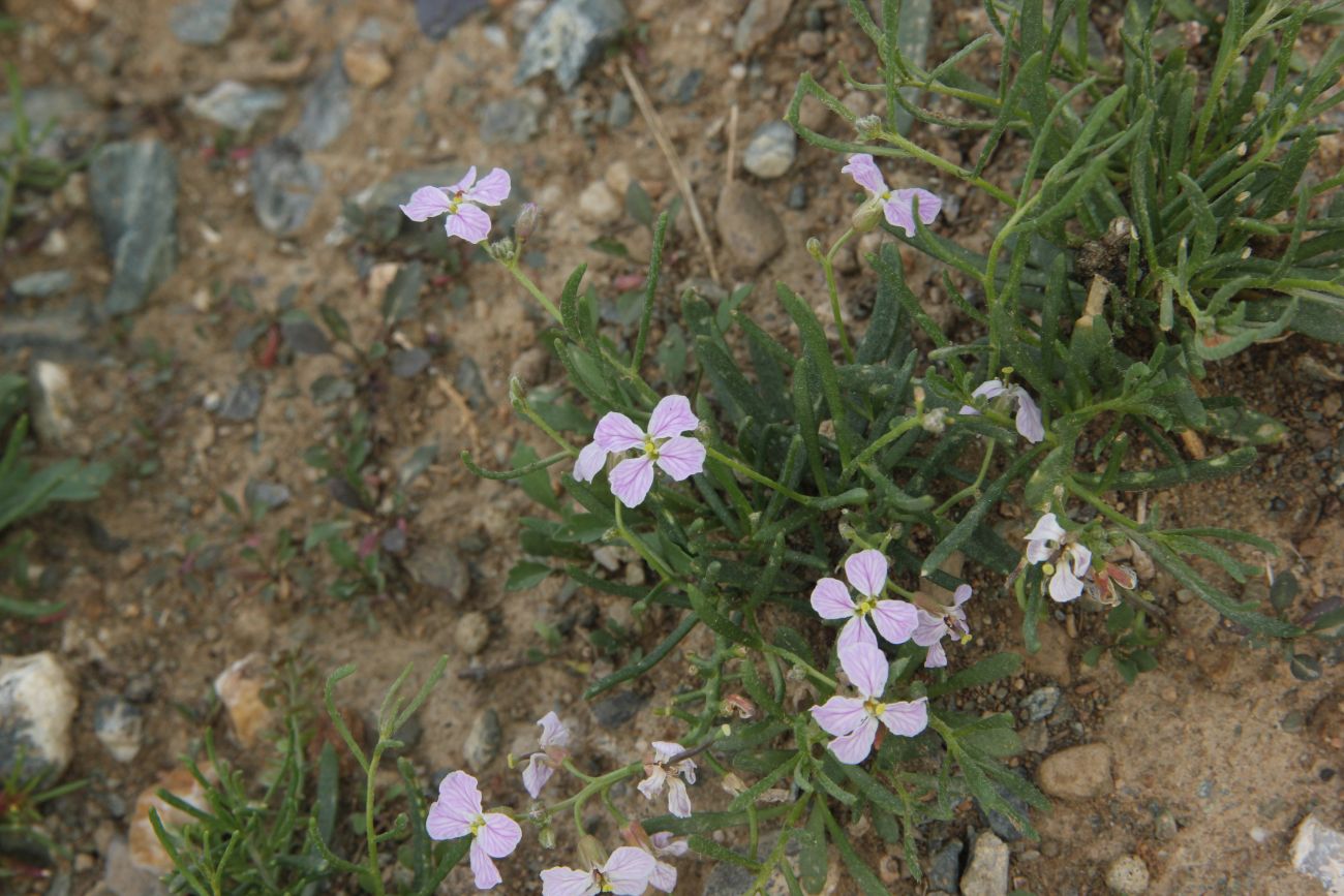 Image of Dontostemon perennis specimen.