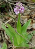 Orchis × angusticruris гибридный подвид transcaucasica. Цветущее растение (бледная форма). Азербайджан, Шемахинский р-н, широколиственный лес. 20.04.2010.