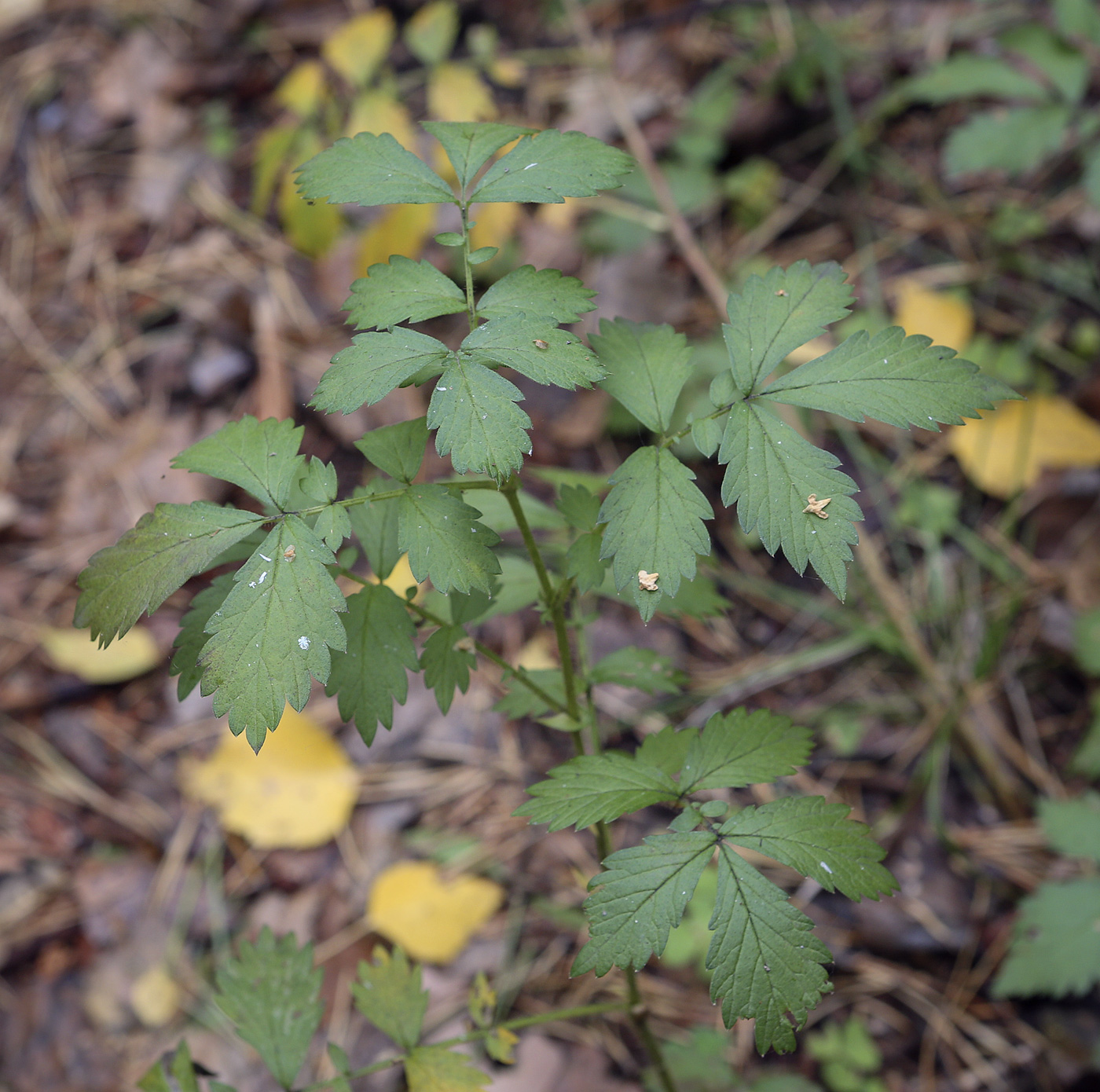 Image of Agrimonia pilosa specimen.