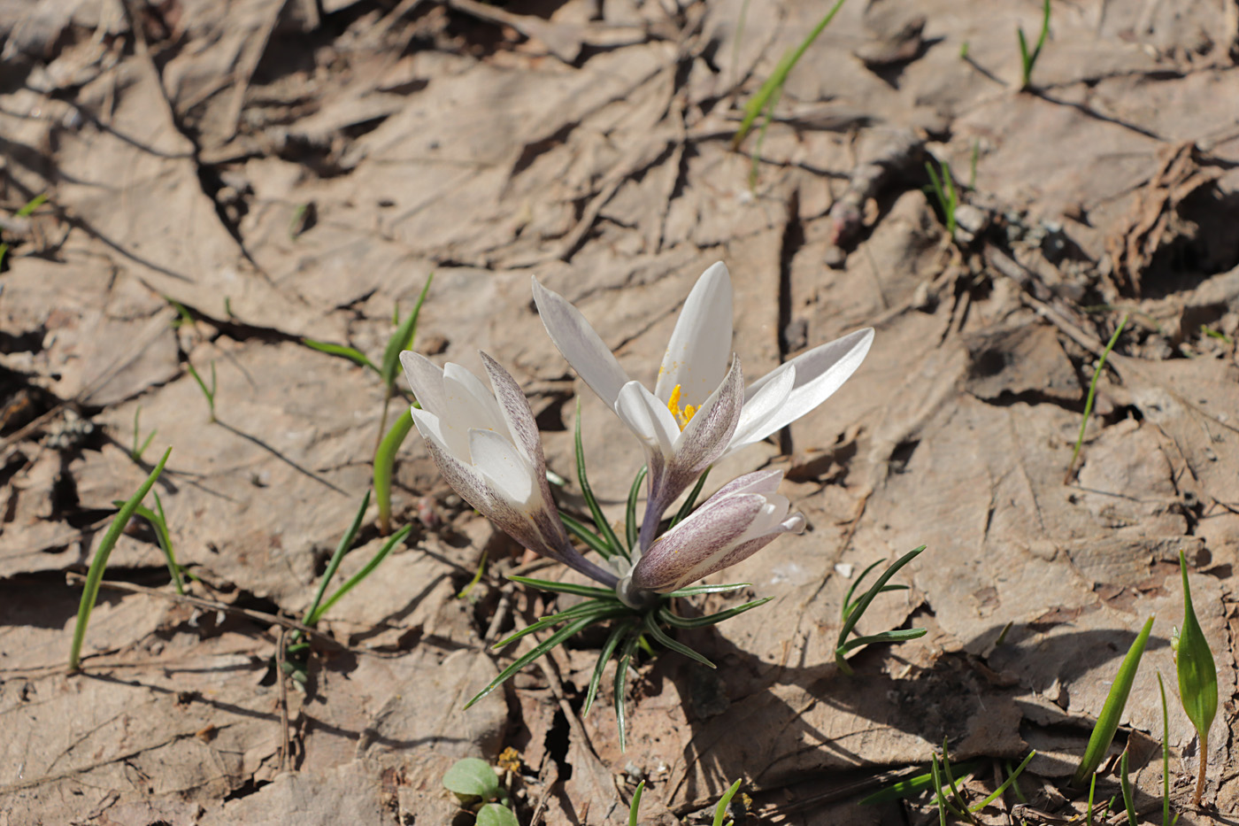 Image of Crocus alatavicus specimen.