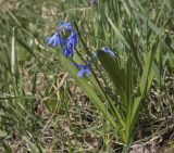 Scilla siberica. Цветущее растение. Пермский край, г. Пермь, Кировский р-н, садоводческое товарищество, обочина грунтовой дороги. 10.05.2022.