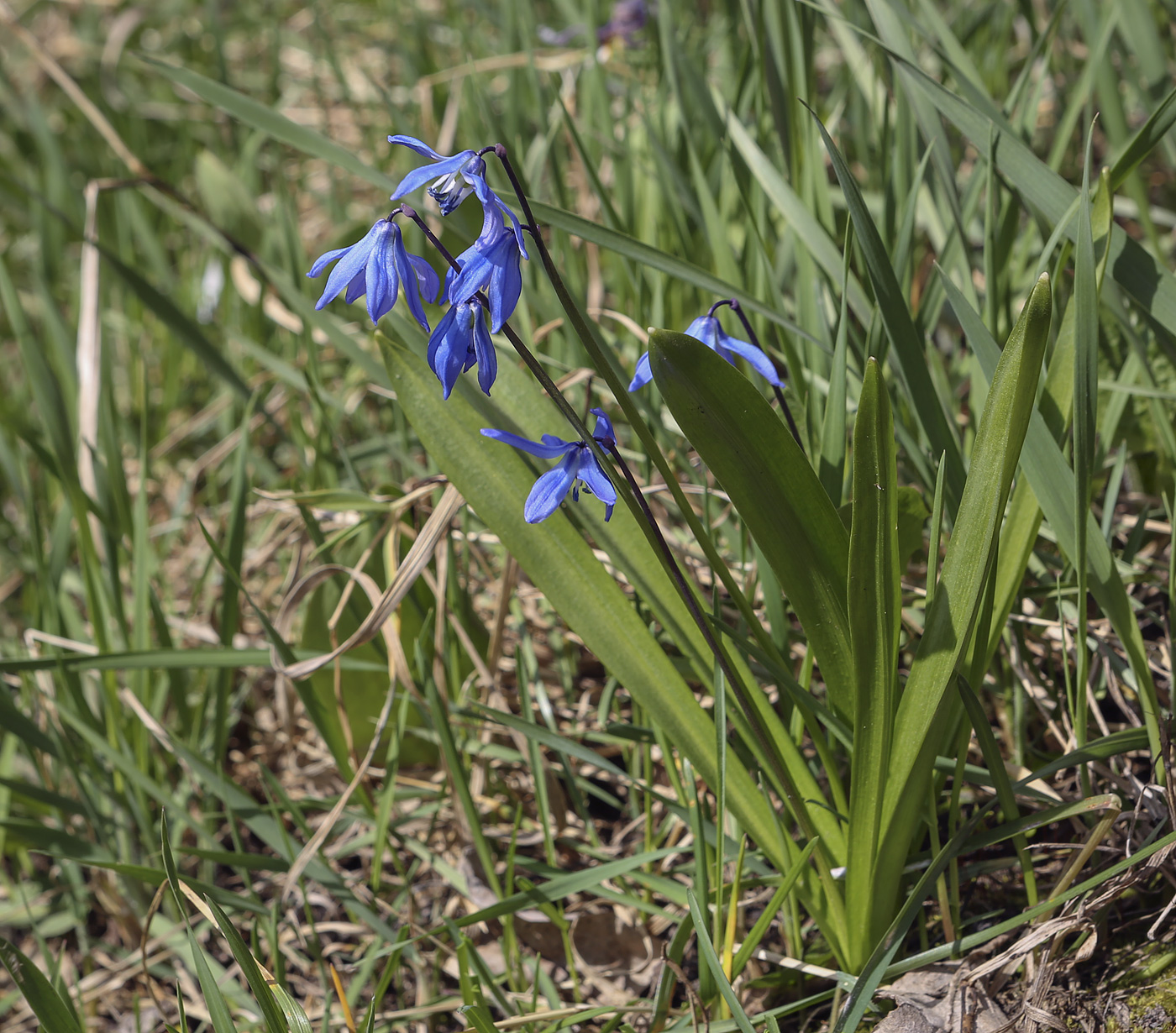 Изображение особи Scilla siberica.