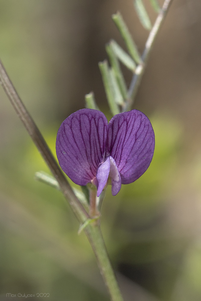 Image of Vicia peregrina specimen.