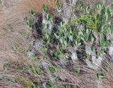 Pachypodium rosulatum. Вегетирующие растения. Мадагаскар, провинция Фианаранцуа, окр. г. Ambalavao, заповедник \"Анжи\". 02.12.2019.