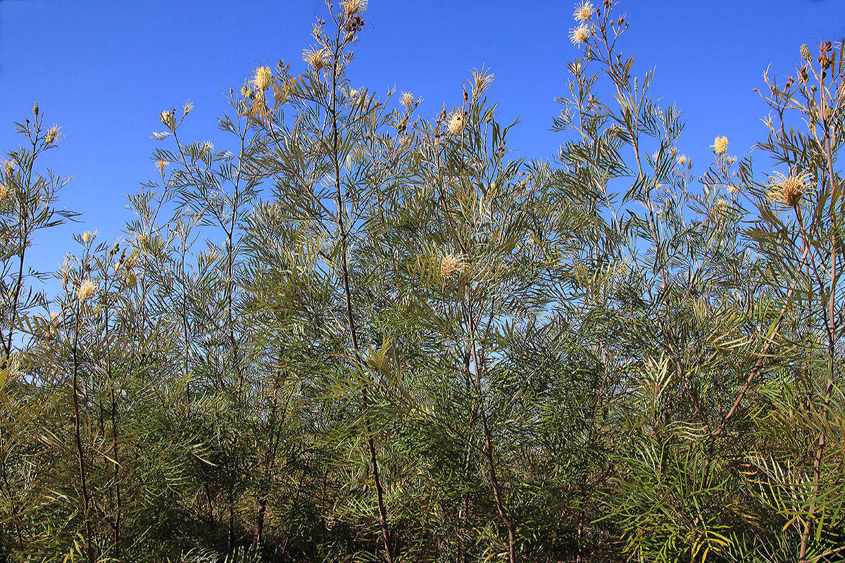 Изображение особи род Grevillea.