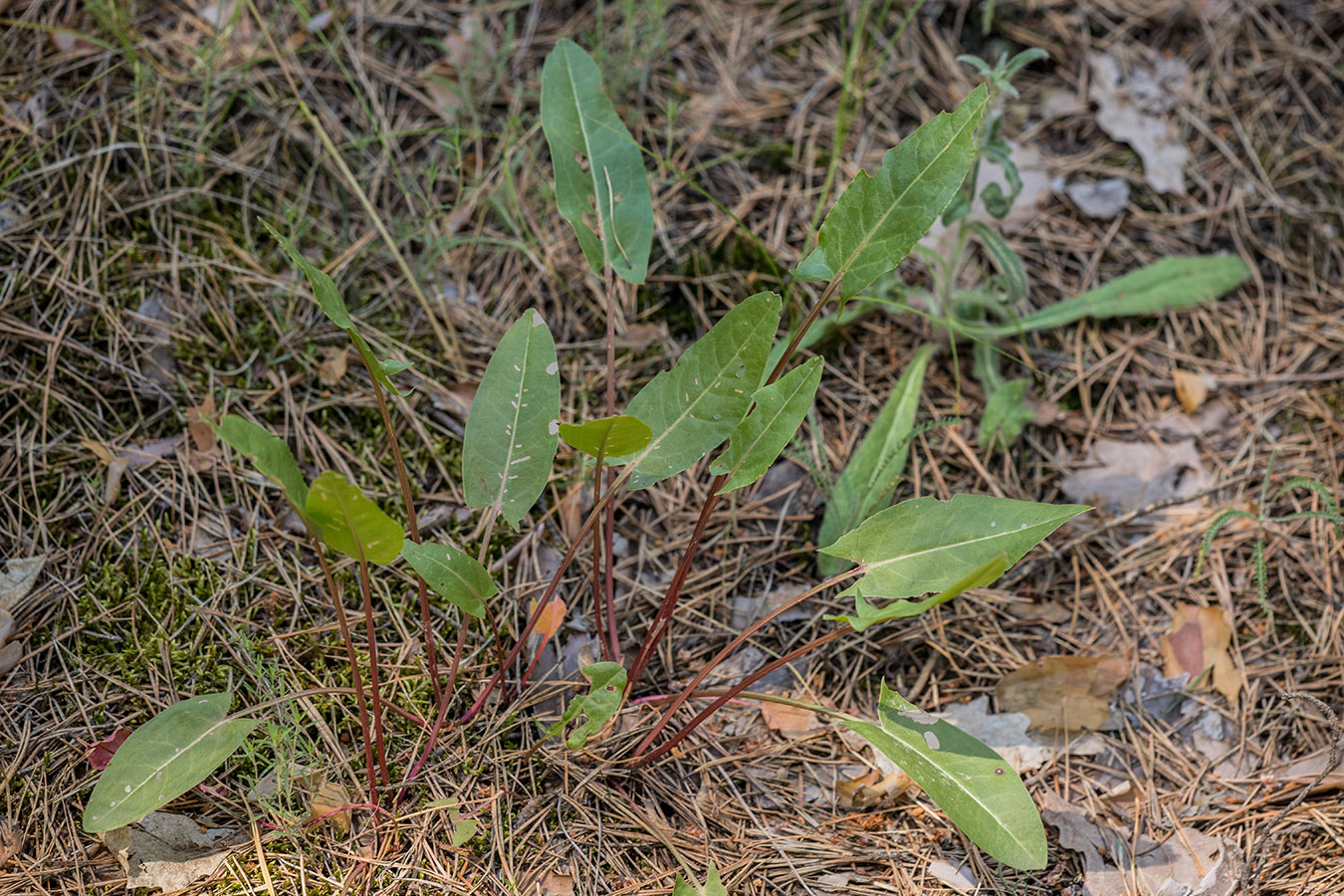 Image of genus Rumex specimen.