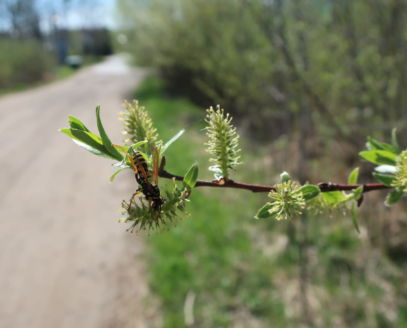 Image of genus Salix specimen.