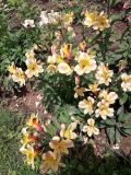 genus Alstroemeria. Цветущее растение. Бутан, дзонгхаг Тронгса, национальный парк \"Jigme Singye Wangchuck\". 05.05.2019.