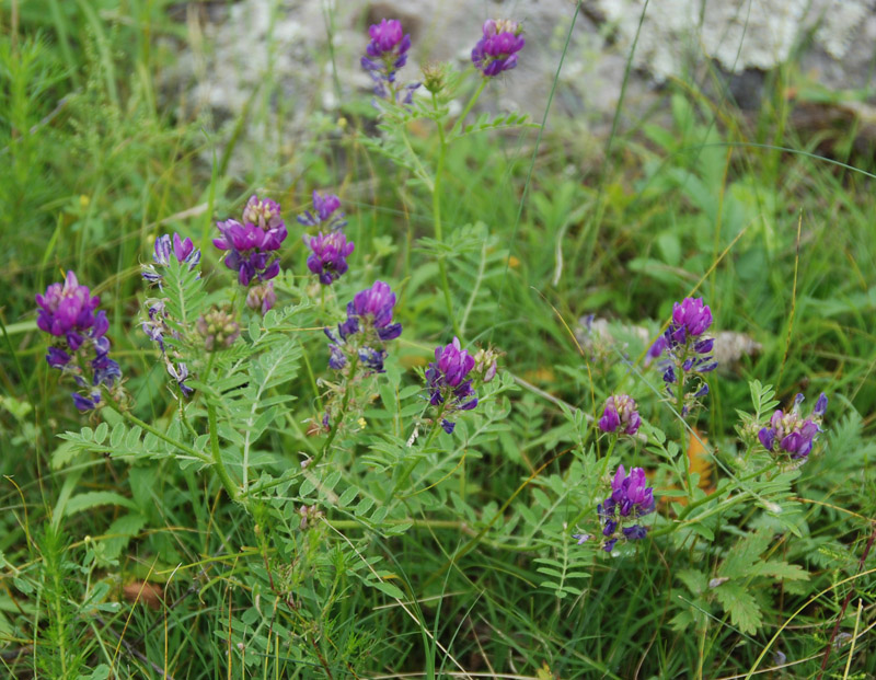 Image of Astragalus davuricus specimen.