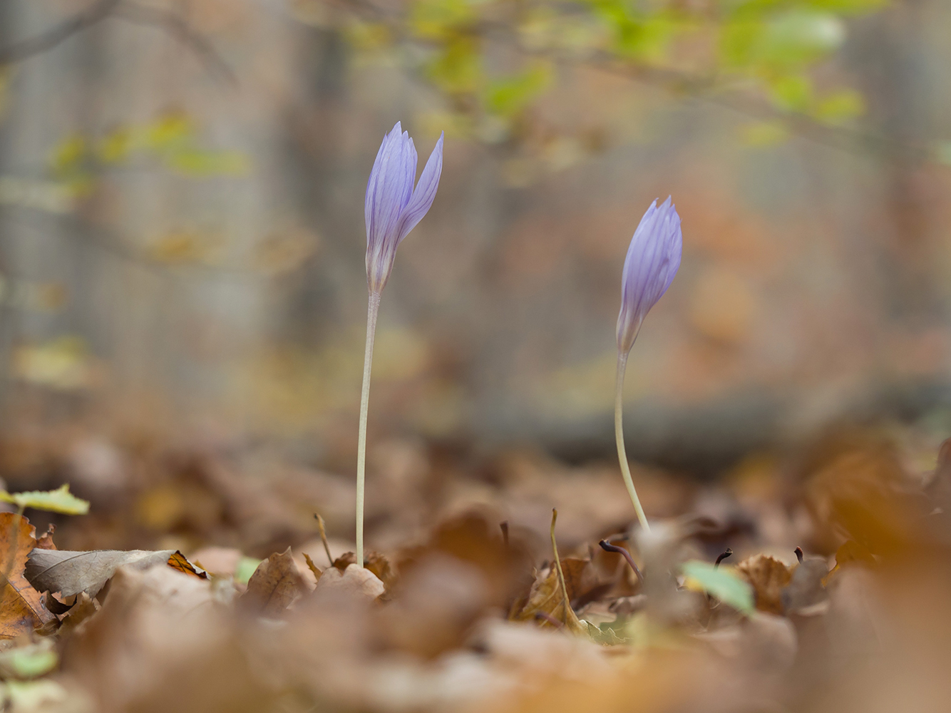 Image of Crocus speciosus specimen.