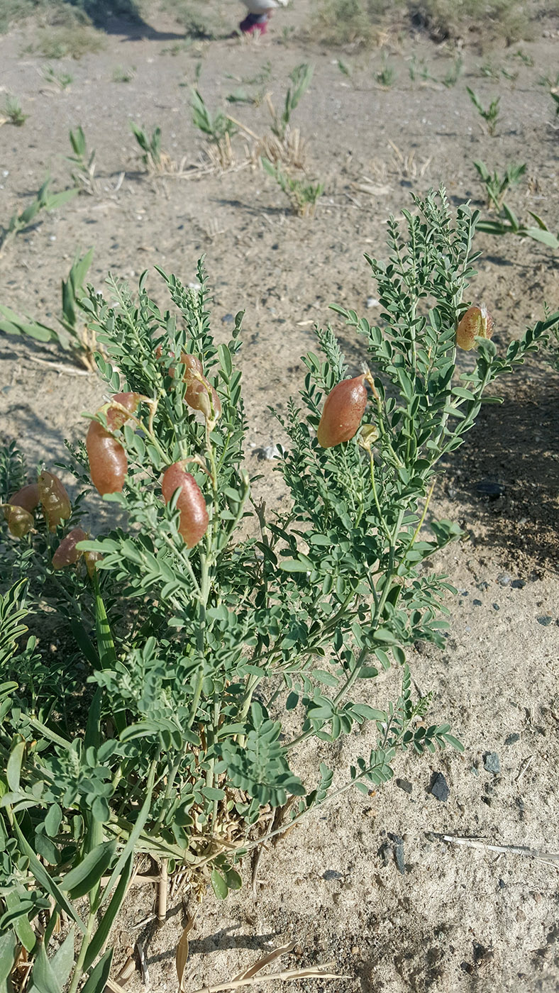 Изображение особи Sphaerophysa salsula.