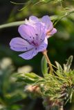 genus Geranium. Цветок. Калмыкия, Приютненский р-н, берег оз. Маныч-Гудило, степь. 17.04.2016.