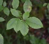 Fagus orientalis. Листья. Республика Адыгея, верхняя граница левого борта долины руч. Бачурина, напротив скалы Парус, лиственный лес. 27 июля 2022 г.