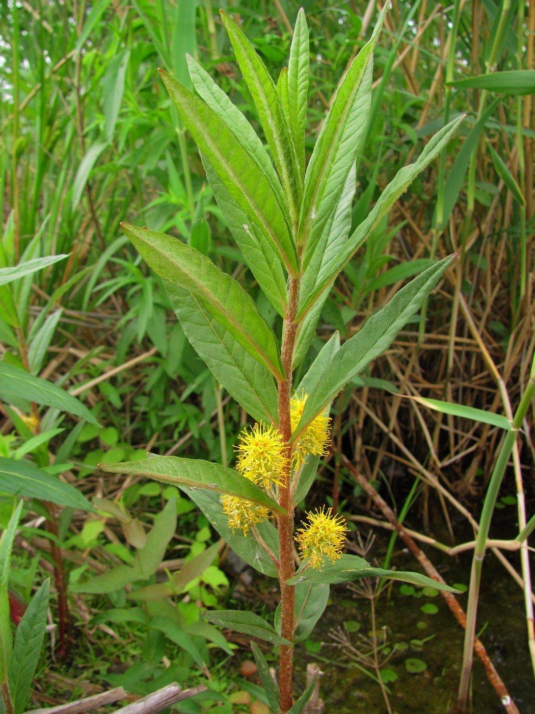 Image of Naumburgia thyrsiflora specimen.