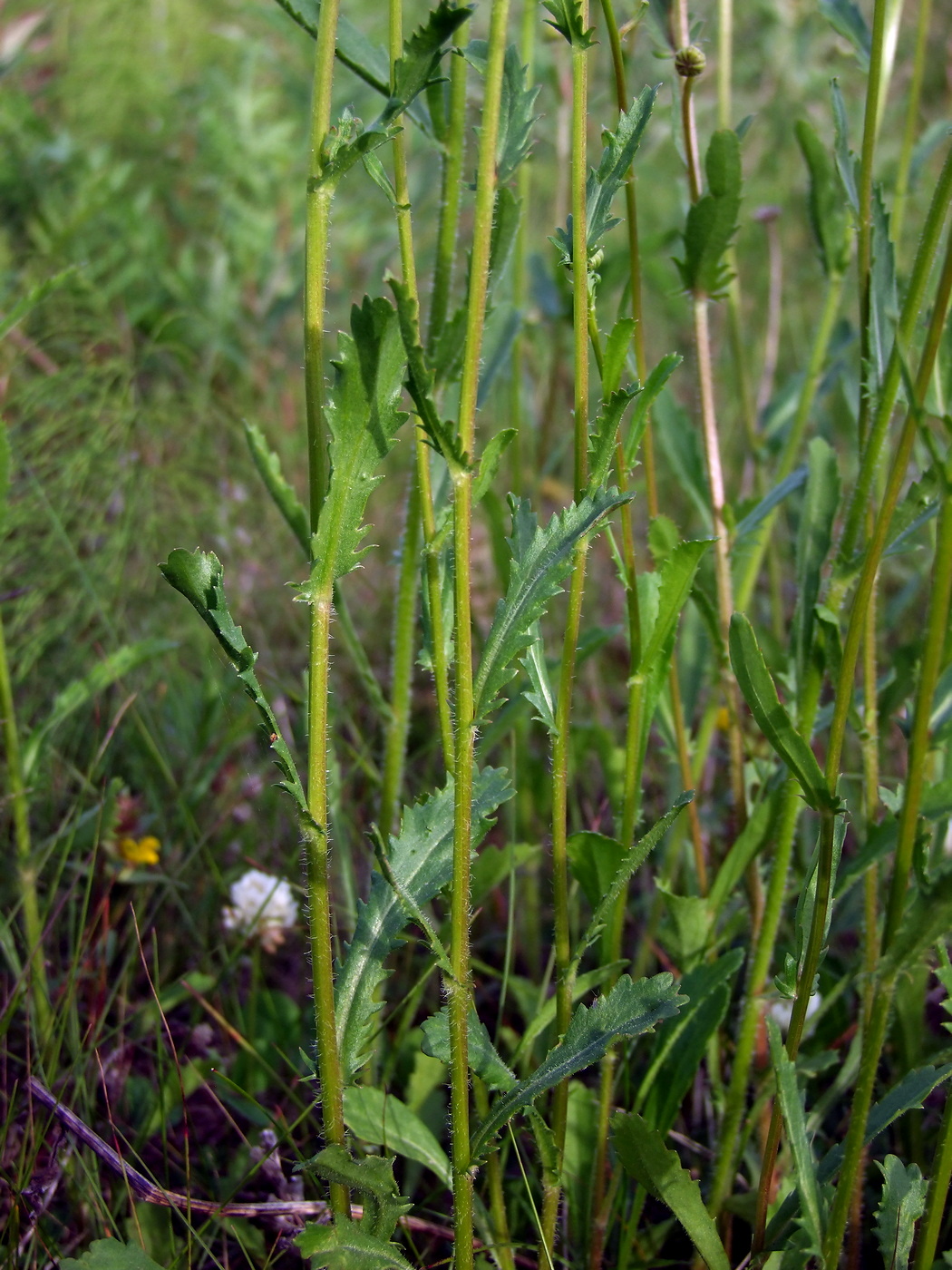 Image of Leucanthemum ircutianum specimen.