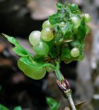 Quercus pubescens