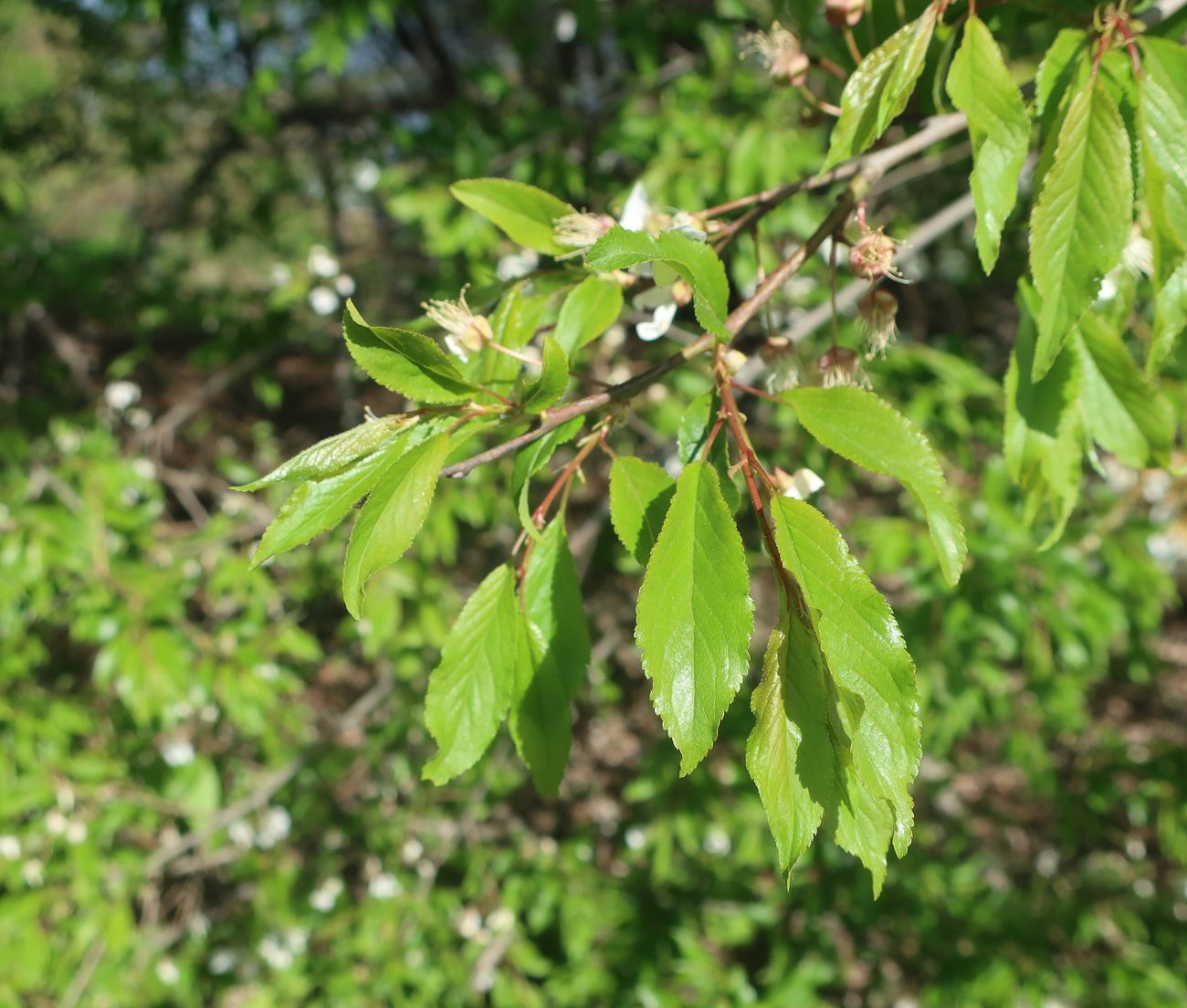 Изображение особи род Prunus.