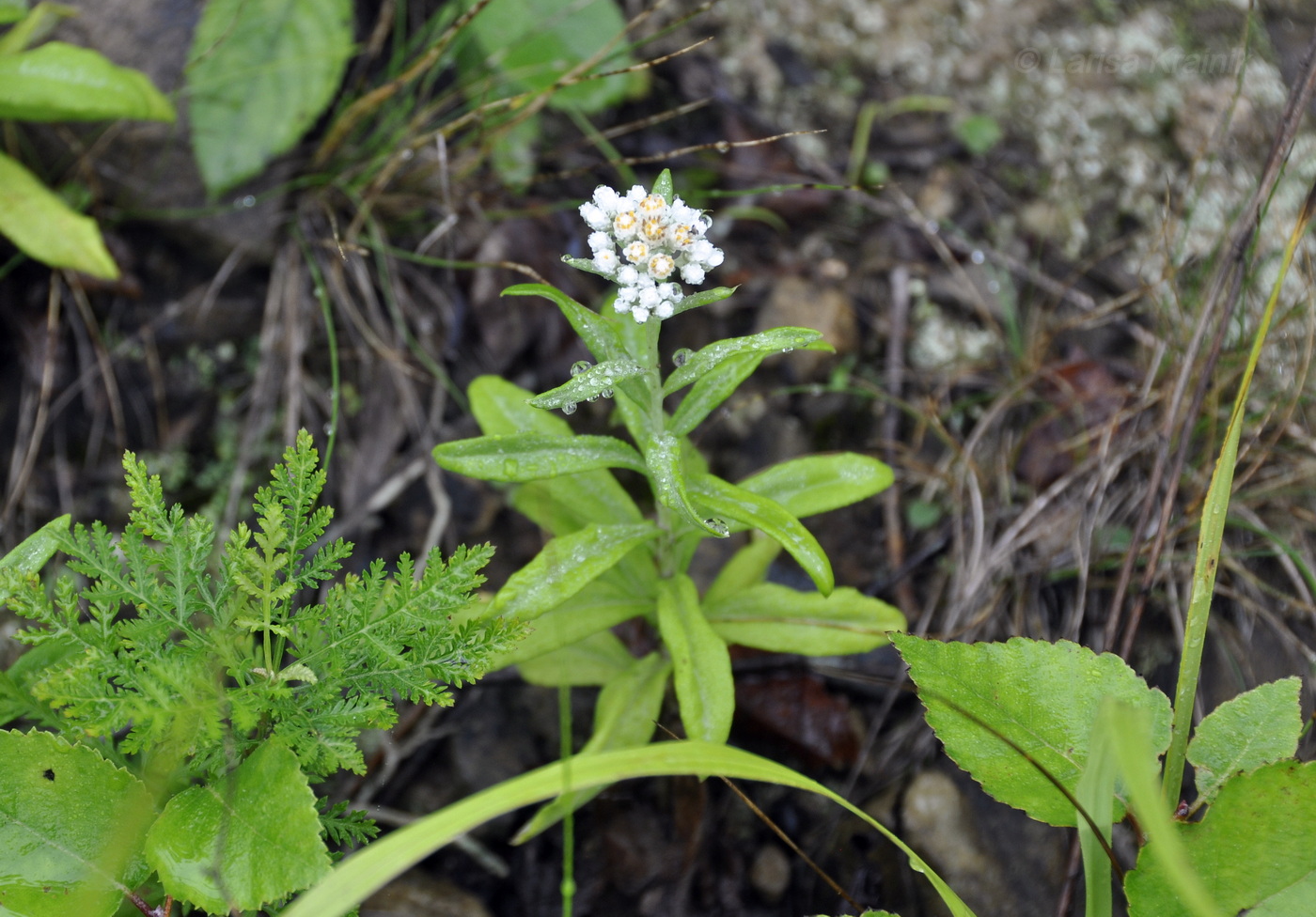 Изображение особи Anaphalis pterocaulon.