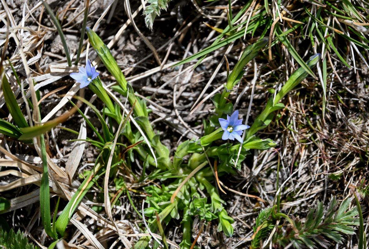 Изображение особи Gentiana karelinii.