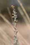 Artemisia pontica. Верхушка побега с соцветиями. Крым, Карадагский заповедник, Южный перевал, обочина дороги в шибляке. 4 октября 2023 г.